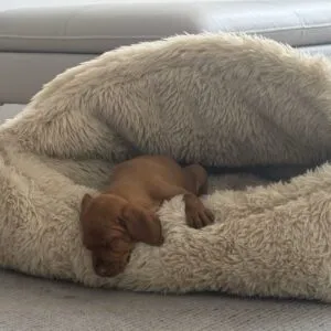 Cozy Canopy