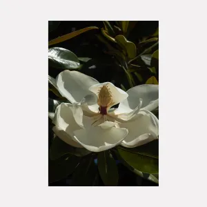 Flower Study III