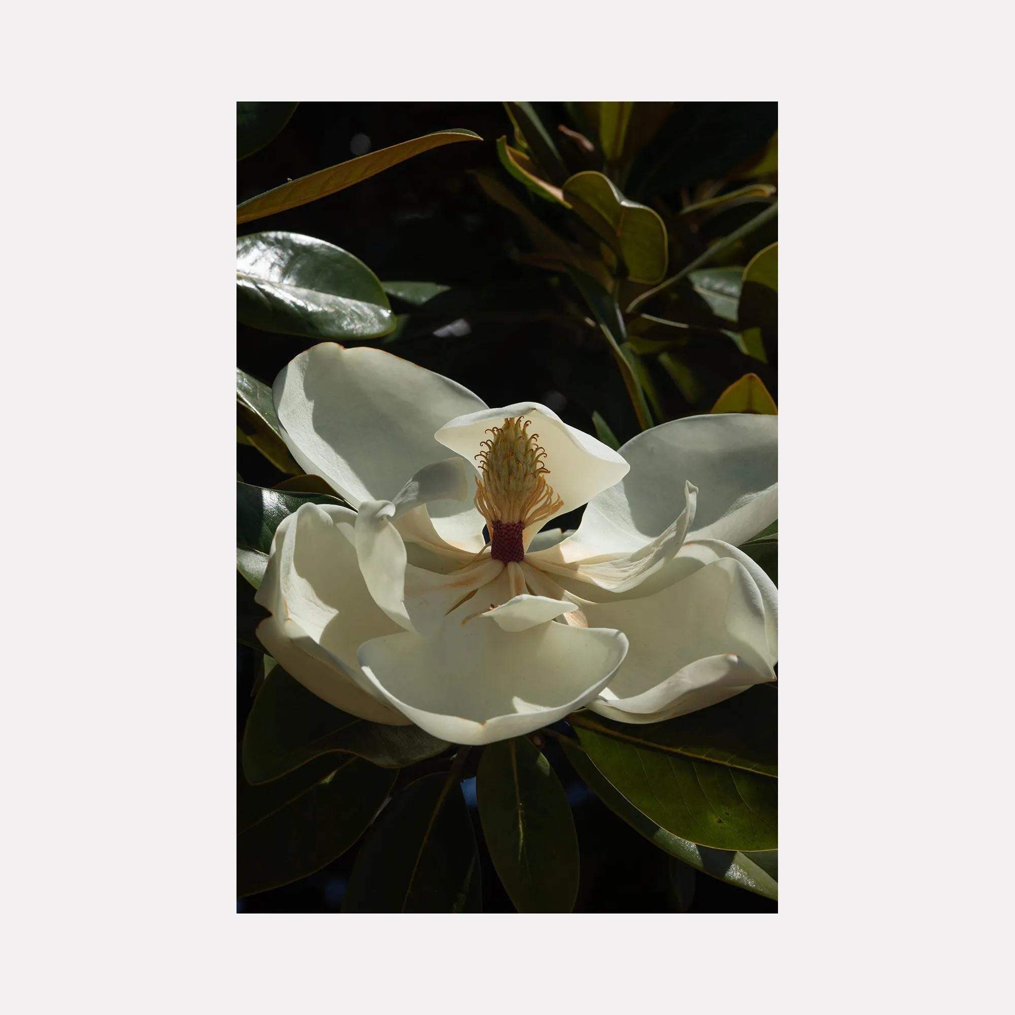 Flower Study III