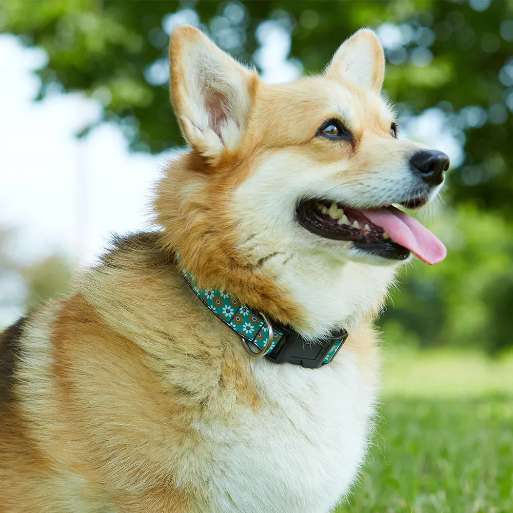 Somerville Russet - Dog Collar
