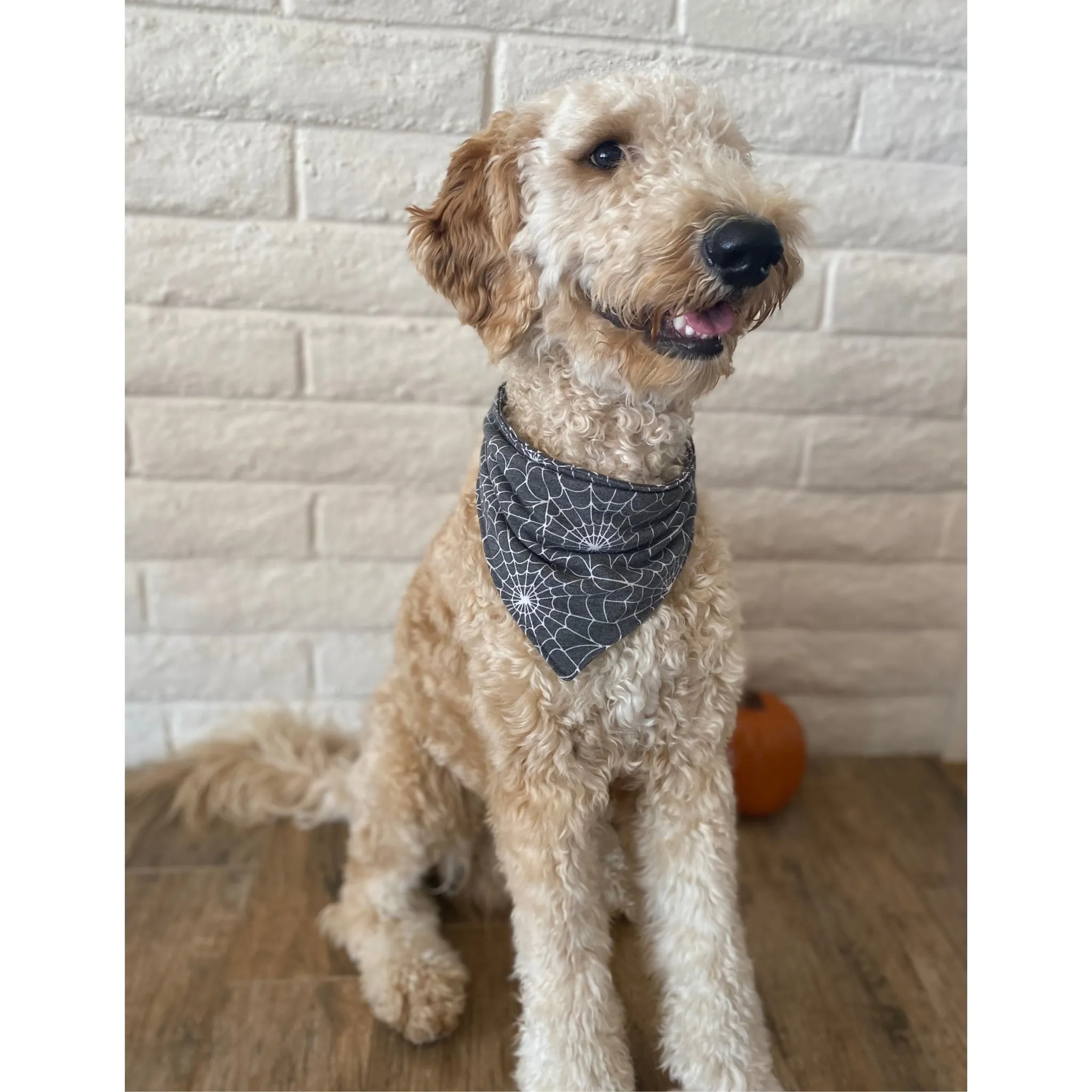 Spider Webs on Soft Black scARF